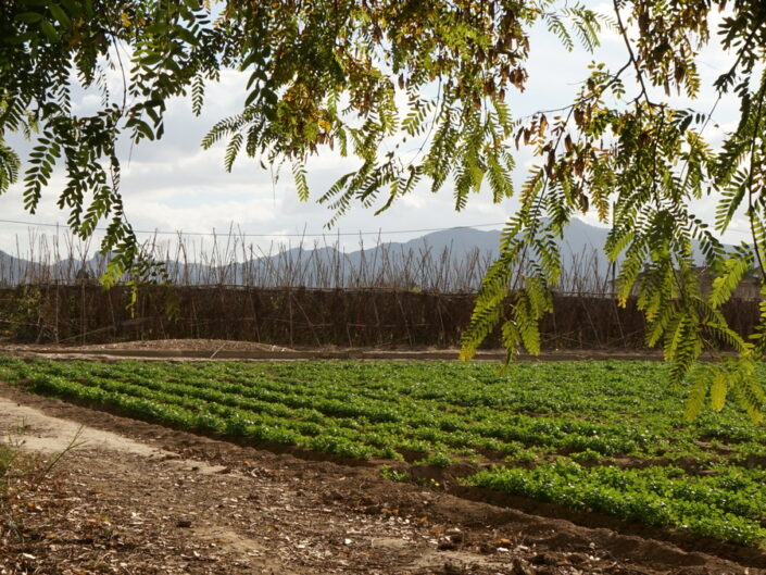 Huerta 1