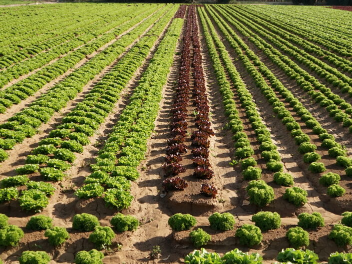 Huerta 2