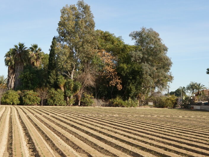 Huerta 3