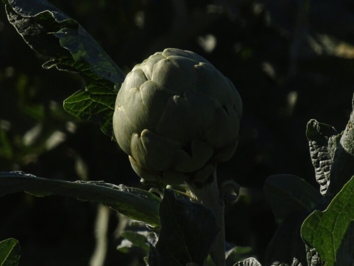 Huerta 4