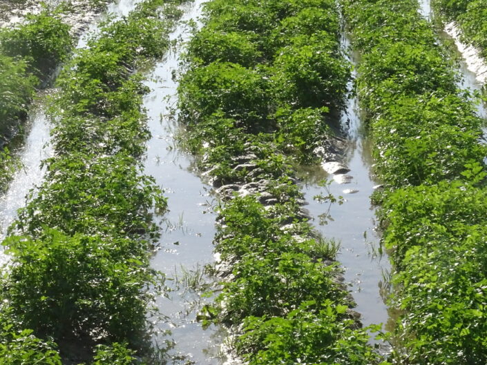 Huerta 5